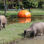 Supergas at The Land, Thailand